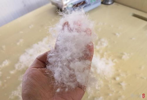 700元與7000元的羽絨服有什么區別 價格差異背后,還有產業發展之問